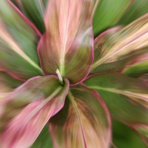 Meet your Posher, Lyanna